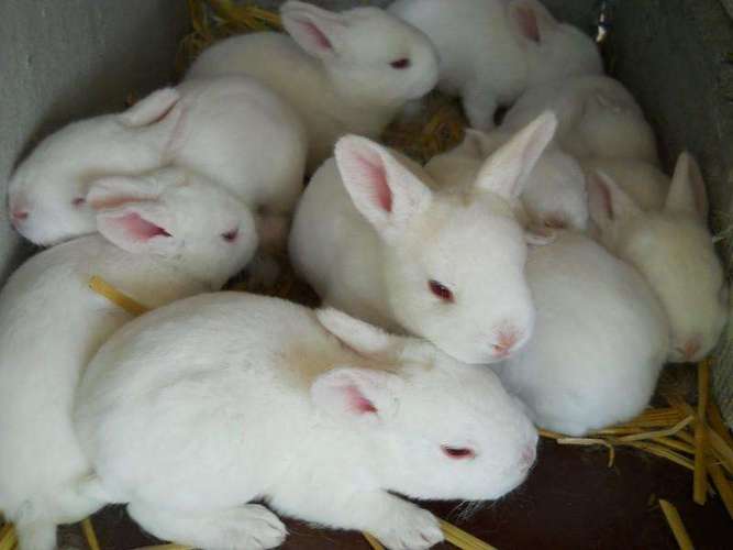 科学的饲养管理,疫病防治简明程序,养出好兔